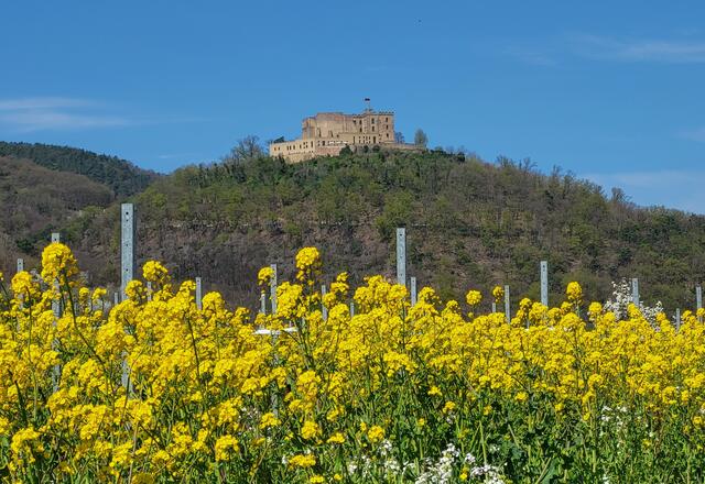 Wandern, Waldbaden, Wagen aufladen