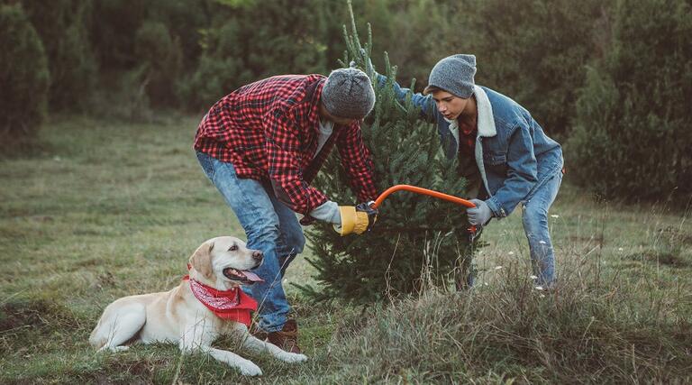 Weihnachtsbaum selber schlagen: Die besten Adressen in der Region