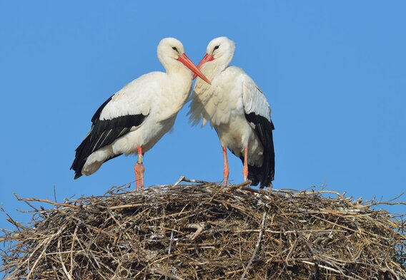 Teaser-Bild: **Naturschutz** vor Ort