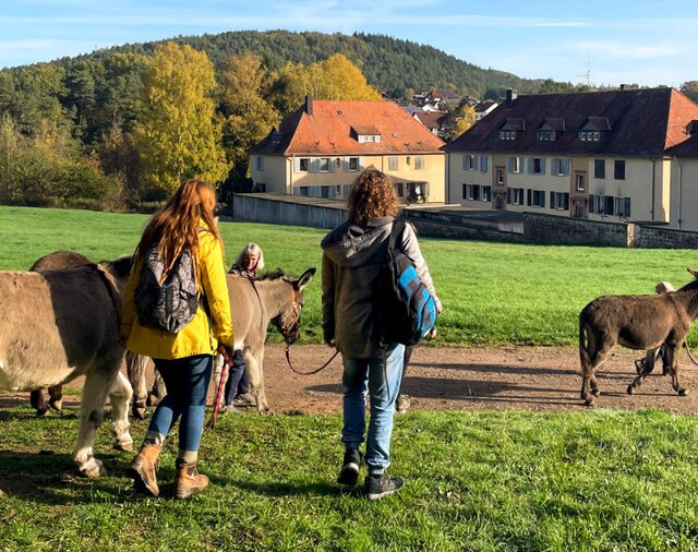 Esel sind neugierig und haben das Unterwegssein im Blut. | © Max Hafi