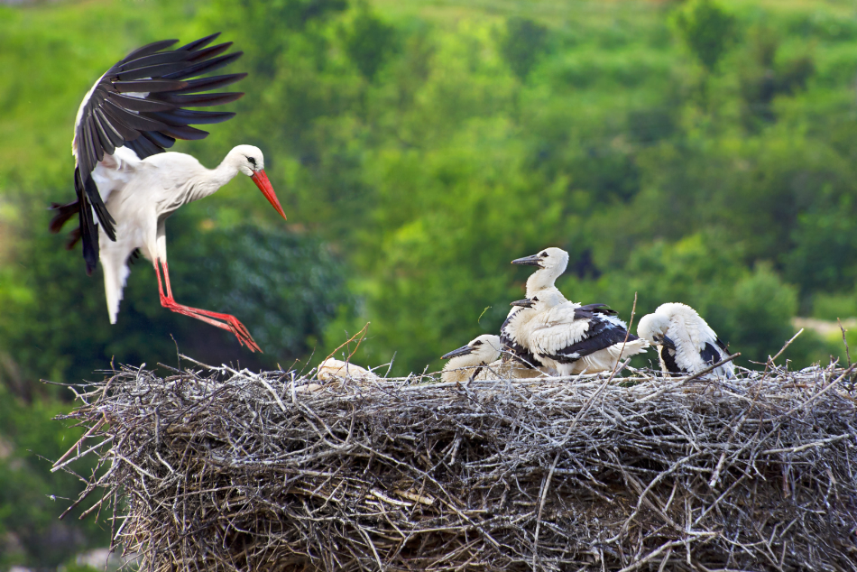 Storch mit Jungen Storch mit Jungen im Nest